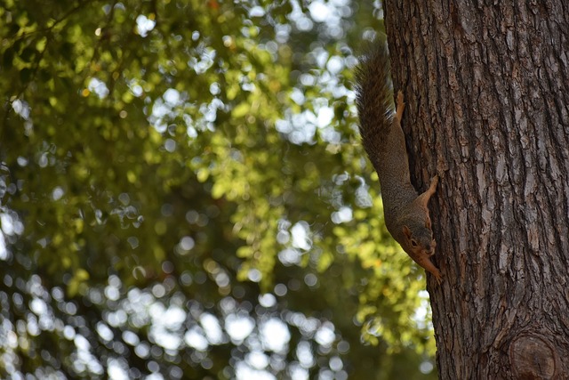 因扎吉的一 因扎吉的一